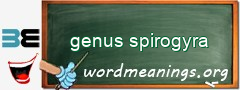 WordMeaning blackboard for genus spirogyra